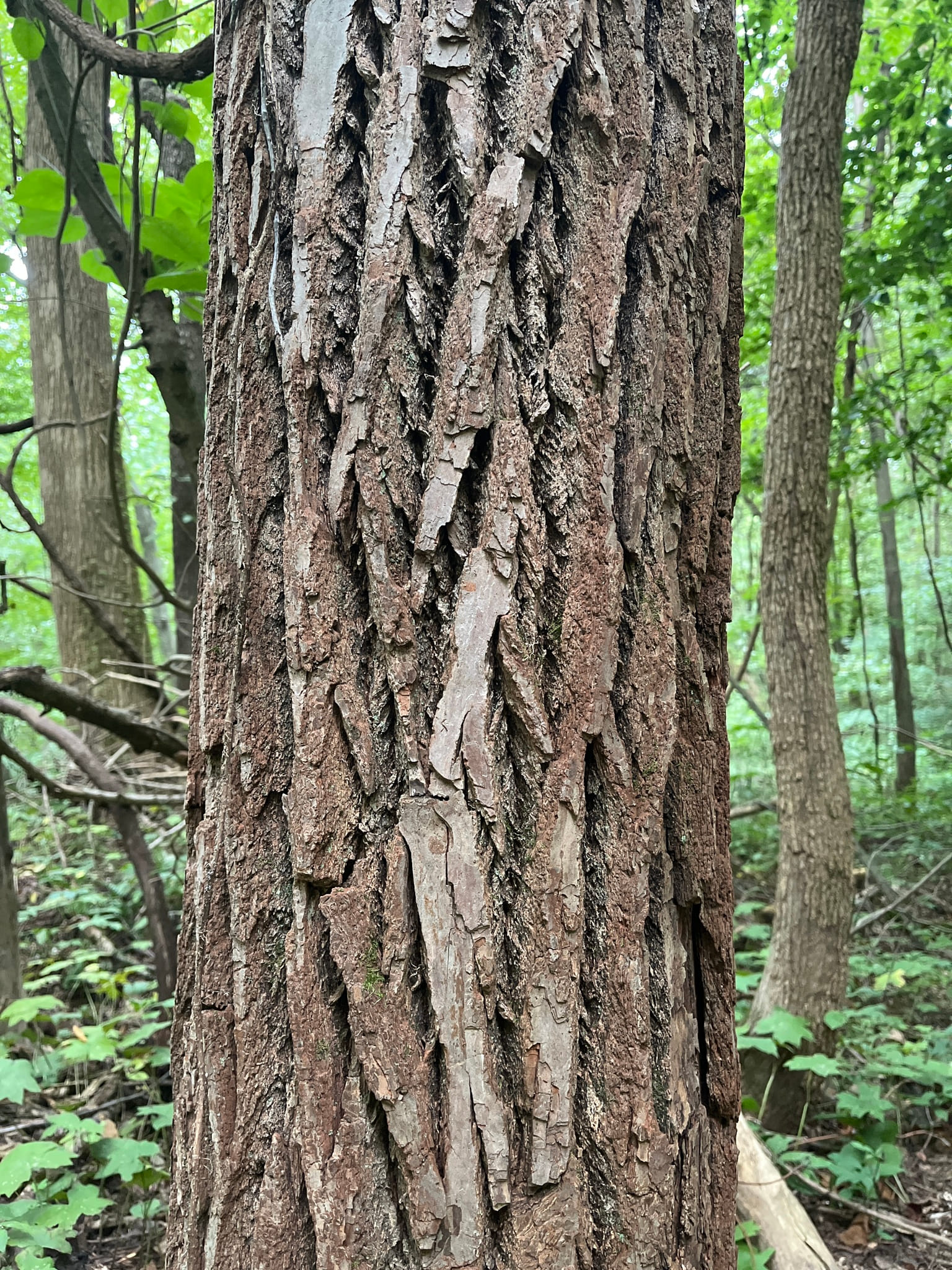 Sassafras by Kent Ozment